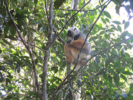 Lemur's Park & Antongona Hill Adventure in Antananarivo