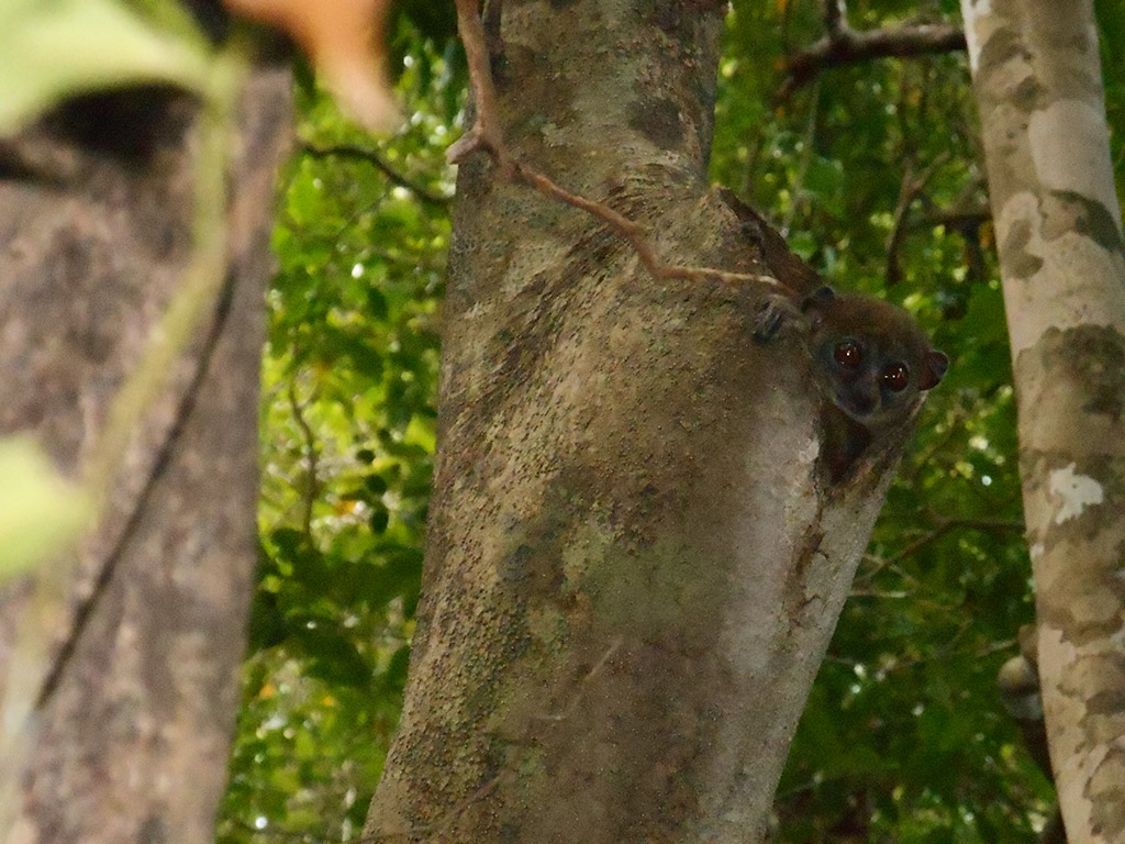 Lemur's Park and Antongona Hill - Antananarivo