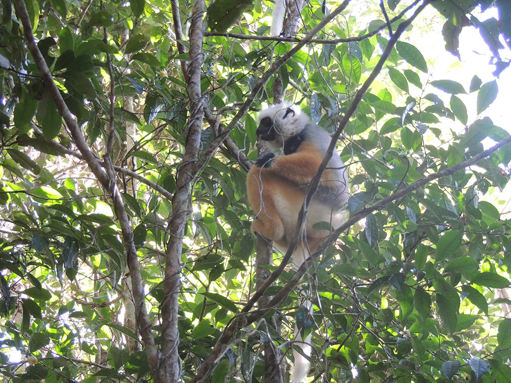Lemur's Park and Antongona Hill - Antananarivo