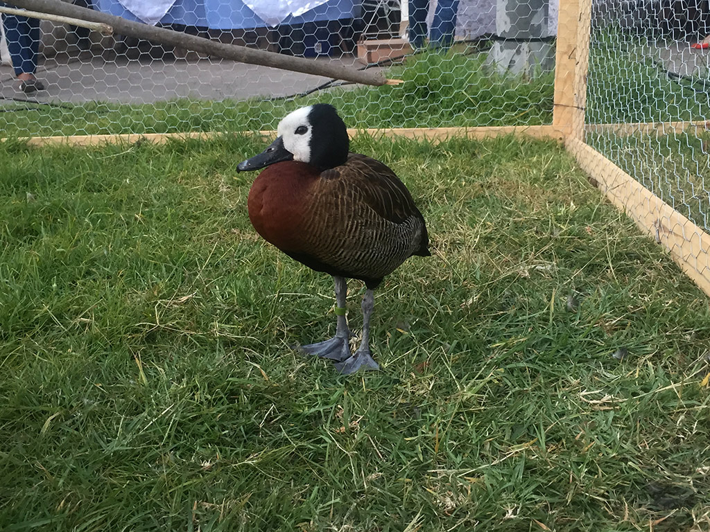 City tour and Tsimbazaza Zoo - Antananarivo