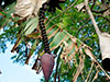 Zestry Zanzibar