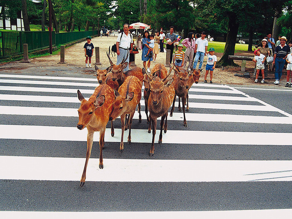 Kyoto and Nara in One Day - Tour