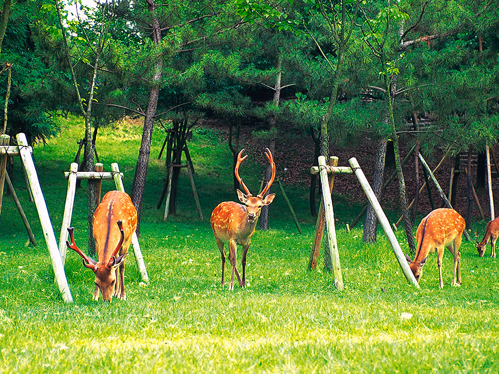 Kyoto and Nara in One Day - Tour