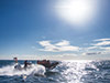 Whale and Puffin Watching by Rib Boats