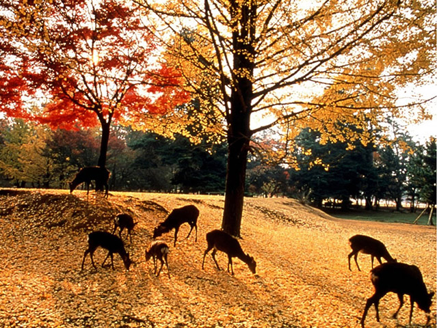 Nara Afternoon Tour: Todai-ji Temple, Nara Park and Kasuga Taisha Shrine - Kyoto