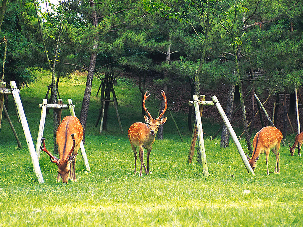 Nara Afternoon Tour: Todai-ji Temple, Nara Park and Kasuga Taisha Shrine - Kyoto