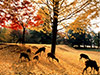 Nara Afternoon Tour