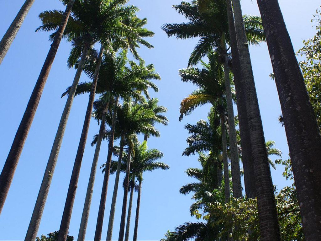Botanical Garden of Rio de Janeiro