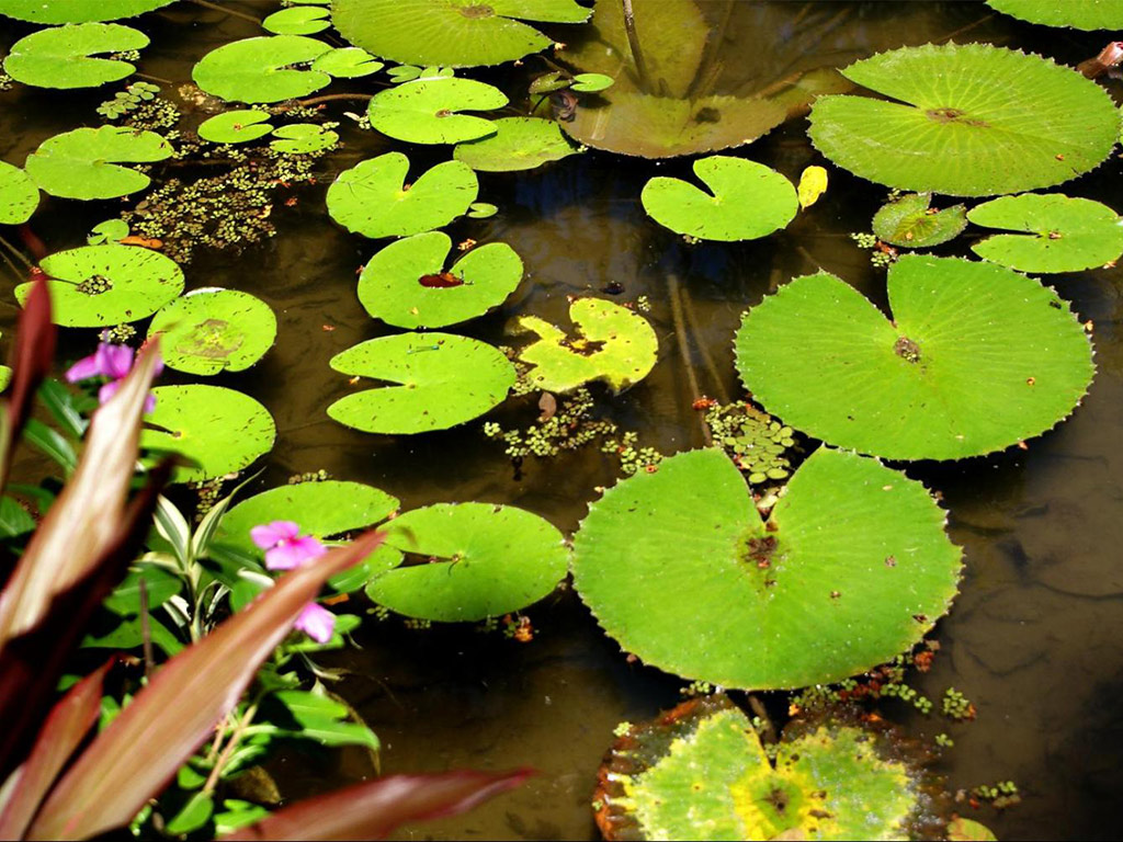 Botanical Garden of Rio de Janeiro