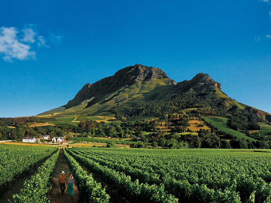Cape Winelands Half Day Tour in English