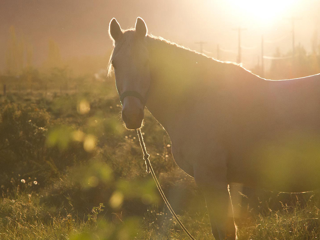 Horse Riding Excursion with Lunch - Half-Day Tour - Bariloche