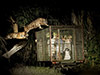Night Safari Tour