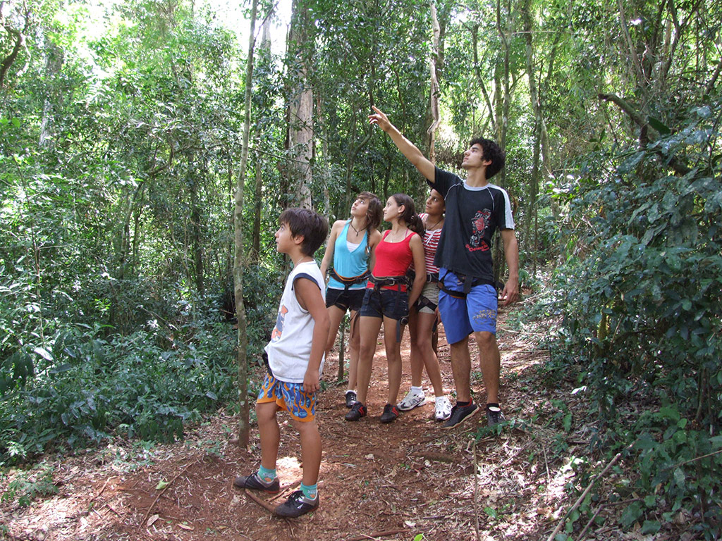 Iguazu Forest