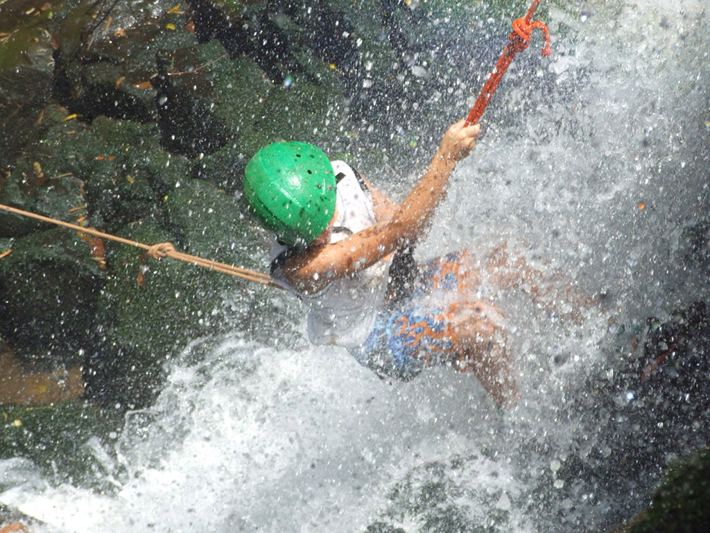 Iguazu Forest