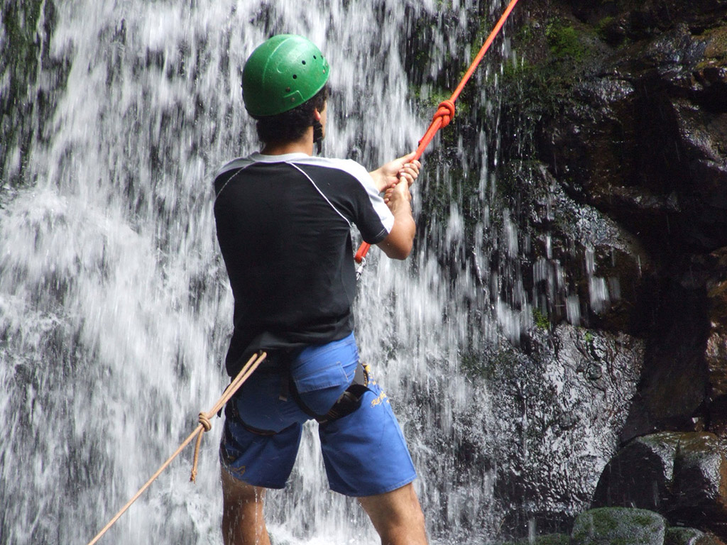 Iguazu Forest