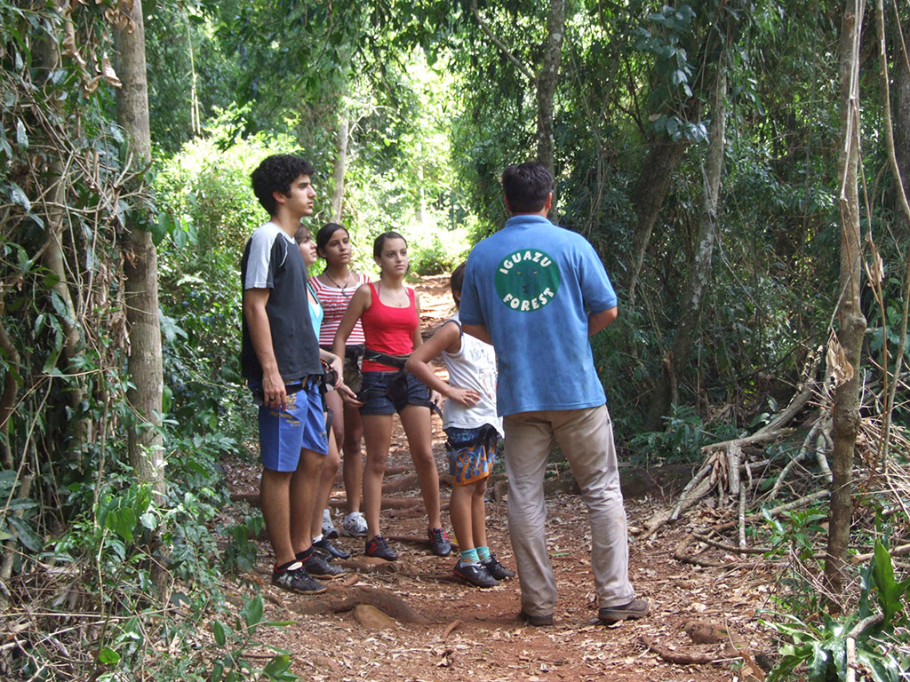 Iguazu Forest
