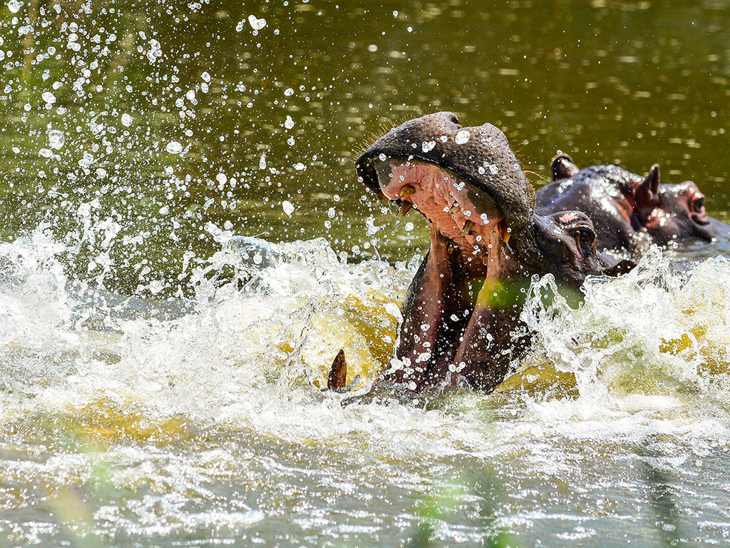 Aquila Game Reserve - Full day Safari