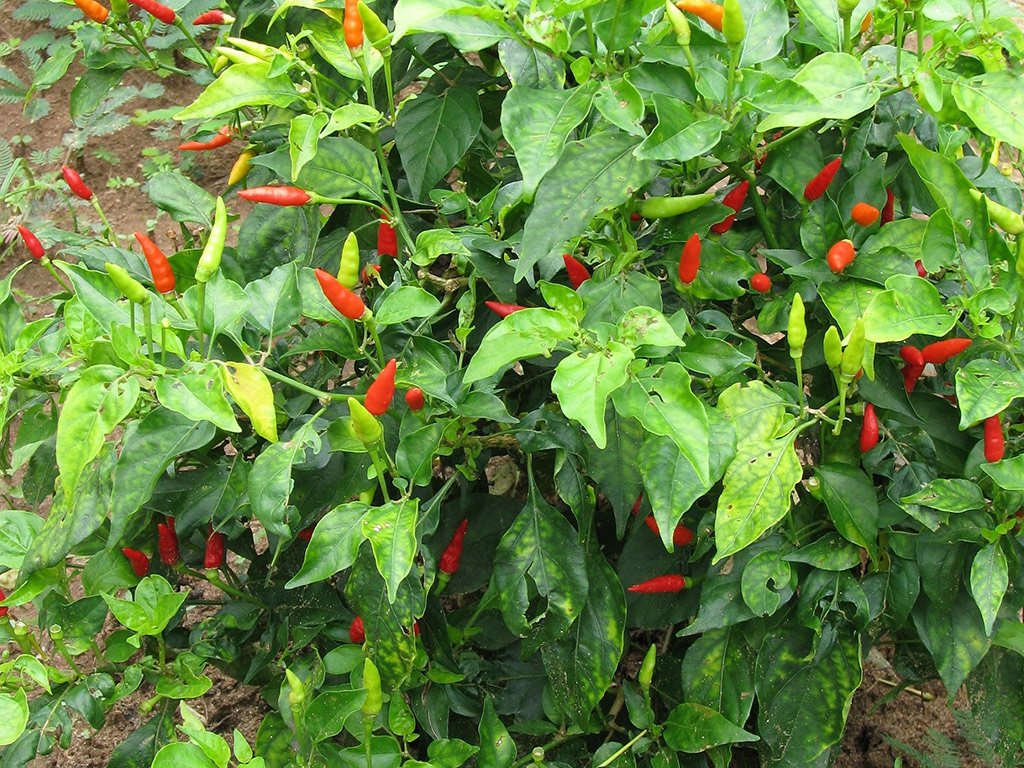 Zanzibar Spice Tour