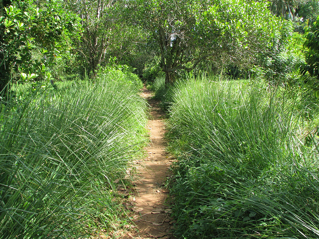 Zanzibar Spice Tour