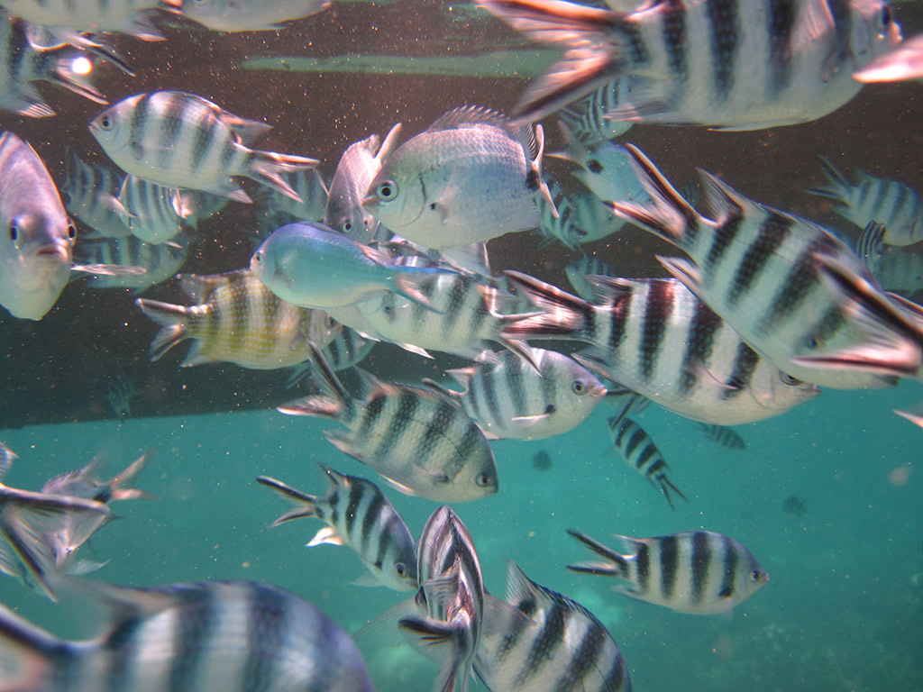 Safari Blue: Day of Aquatic Activities - Zanzibar