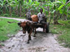 Zanzibar Pure Passion