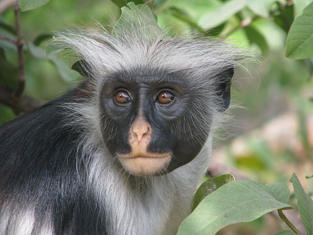 Jozani National Park Tour - Zanzibar