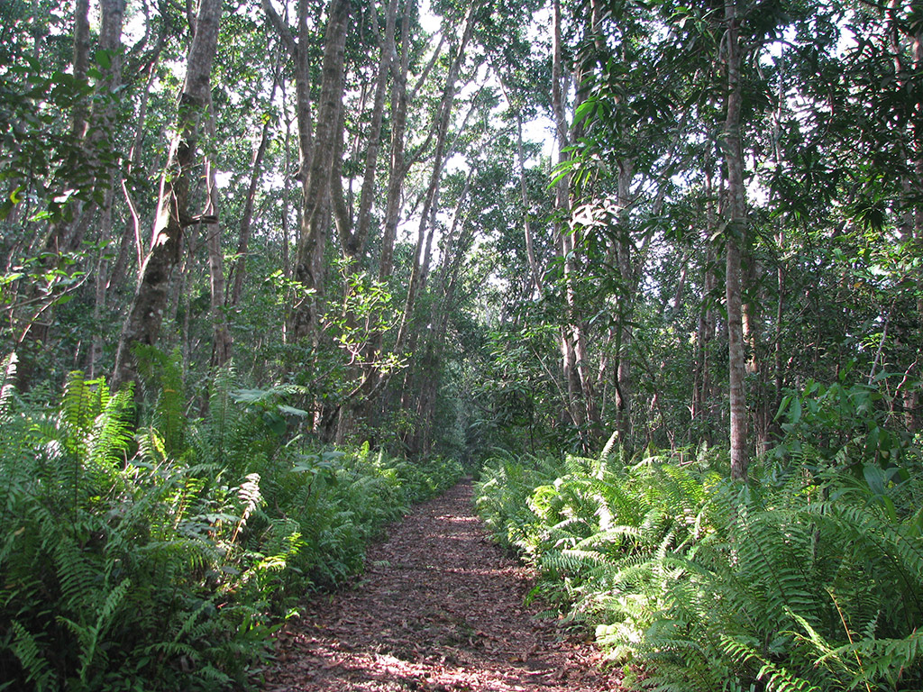 Jozani National Park Tour - Zanzibar