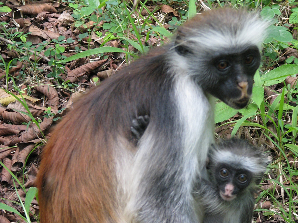 Jozani National Park Tour - Zanzibar