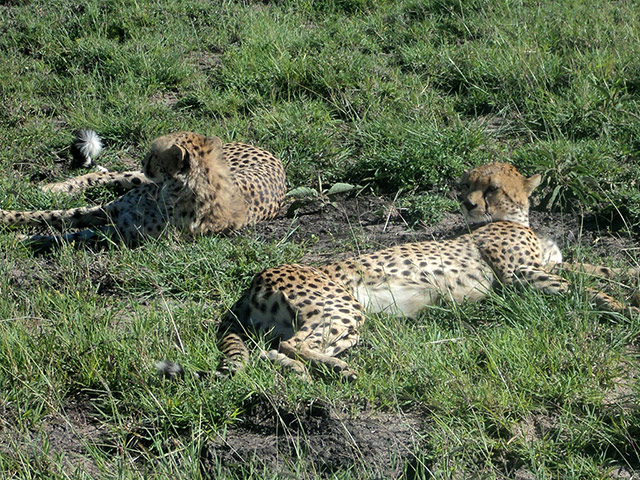 Nairobi National Park Tour and Baby Elephants