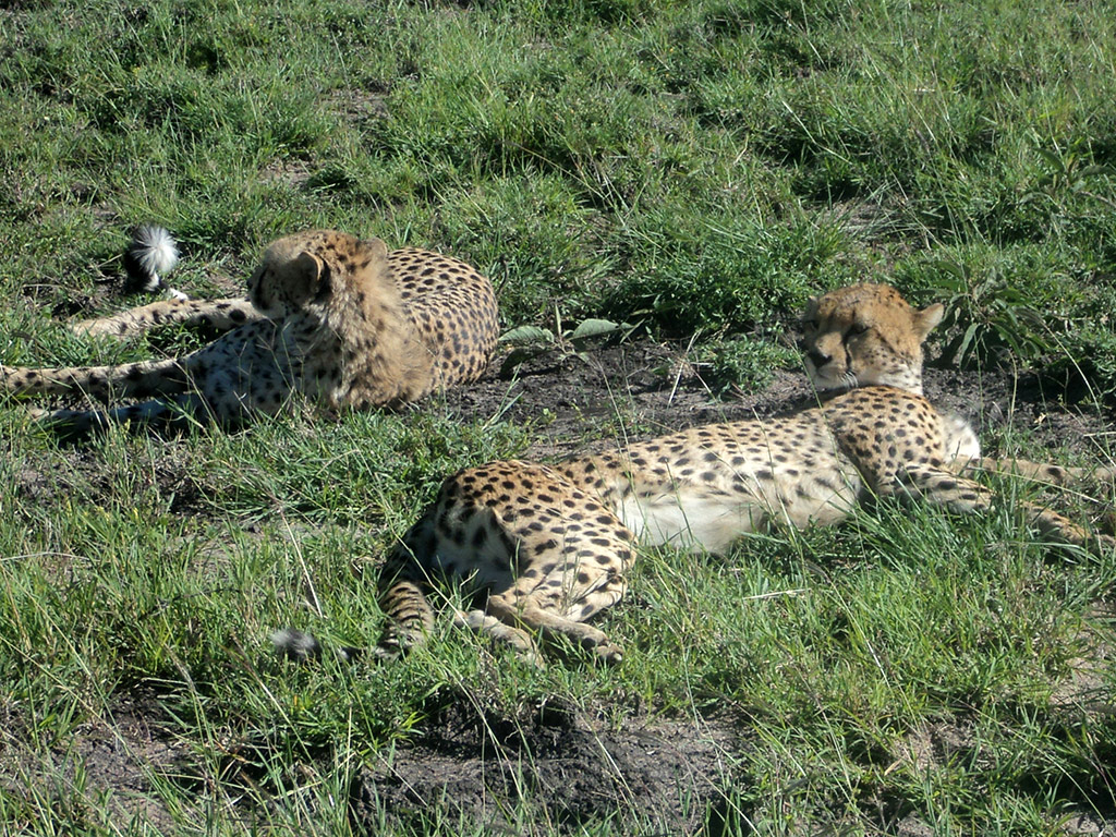Nairobi National Park Tour and Baby Elephants