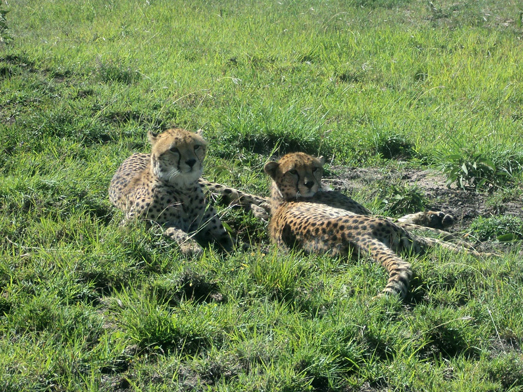 Nairobi National Park Tour and Baby Elephants