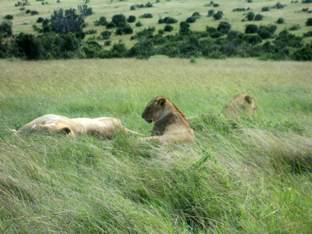 Nairobi National Park Tour and Baby Elephants