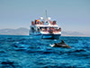 Dolphin Trip