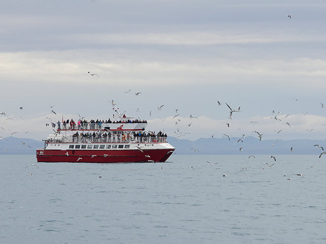 Whale Watching in Big Boats