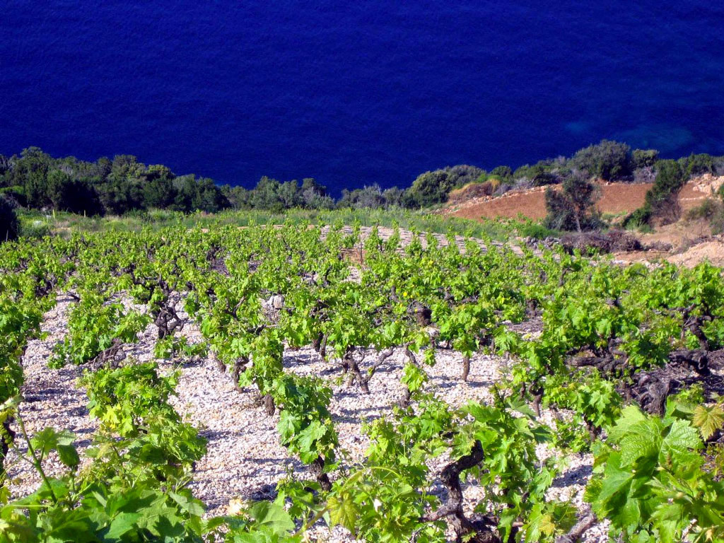 Peljesac Wine Region - Private Full-Day Tour		 - Dubrovnik - South Dalmatia