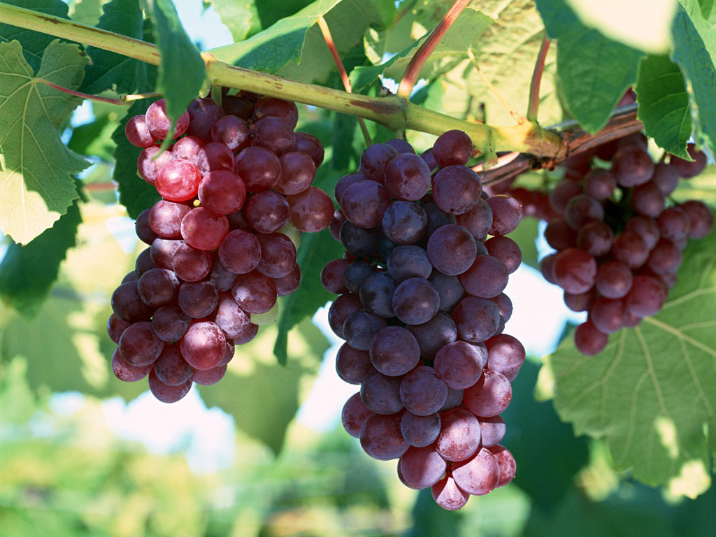 Peljesac Wine Region - Private Full-Day Tour		 - Dubrovnik - South Dalmatia