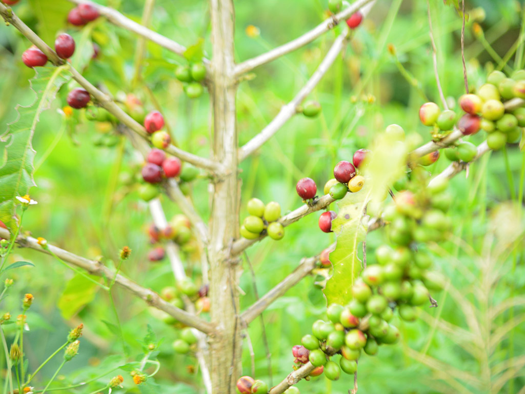 Tour to a coffee farm near Bogota
