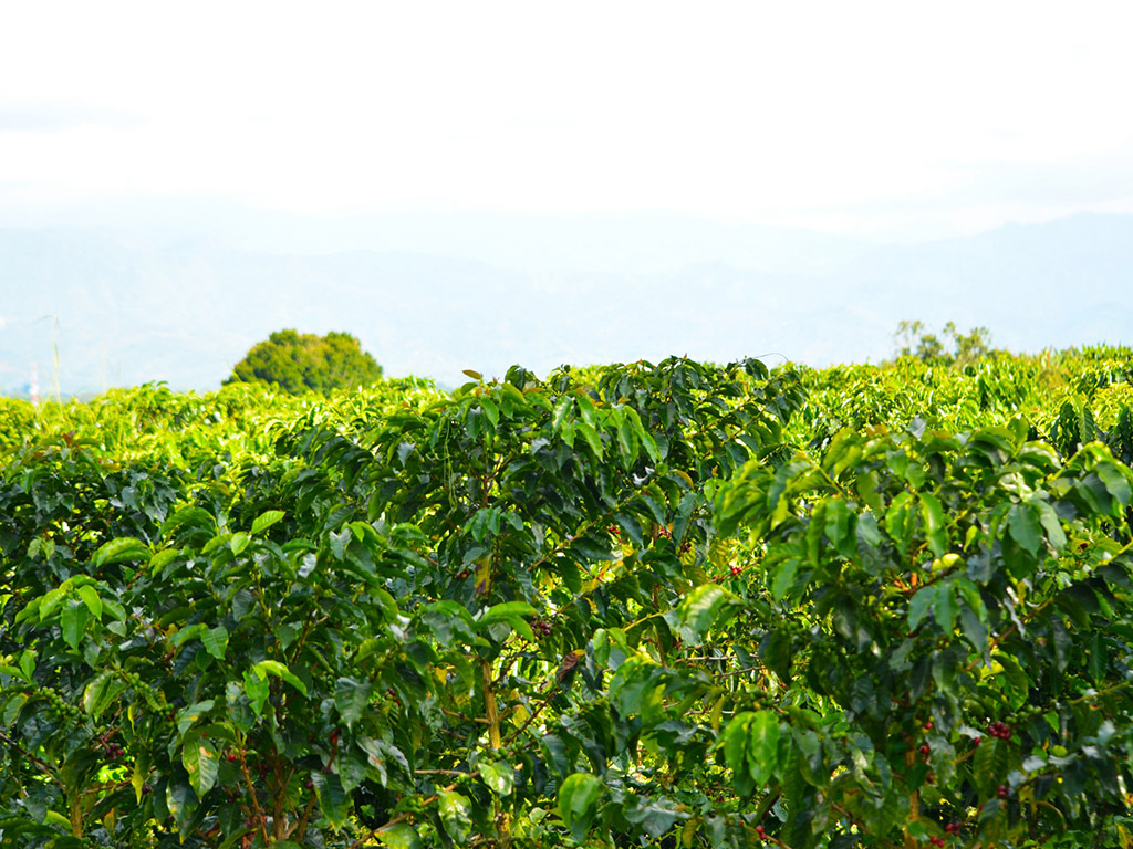 Tour to a coffee farm near Bogota
