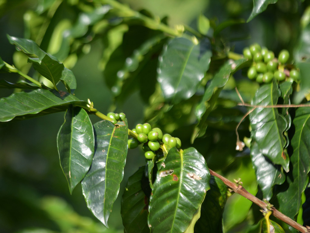 Tour to a coffee farm near Bogota