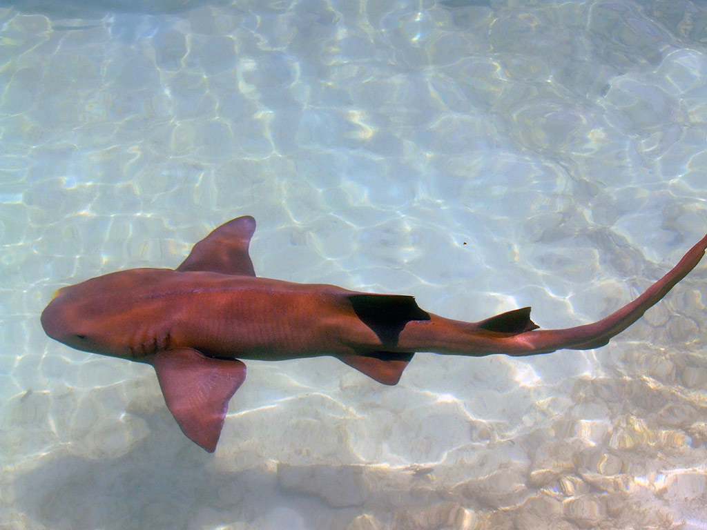 Shark Encounter