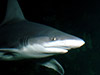 Shark Reef Aquarium