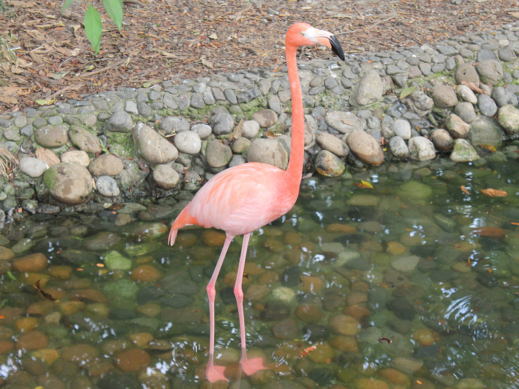 City Tour of Guayaquil + Historical Park