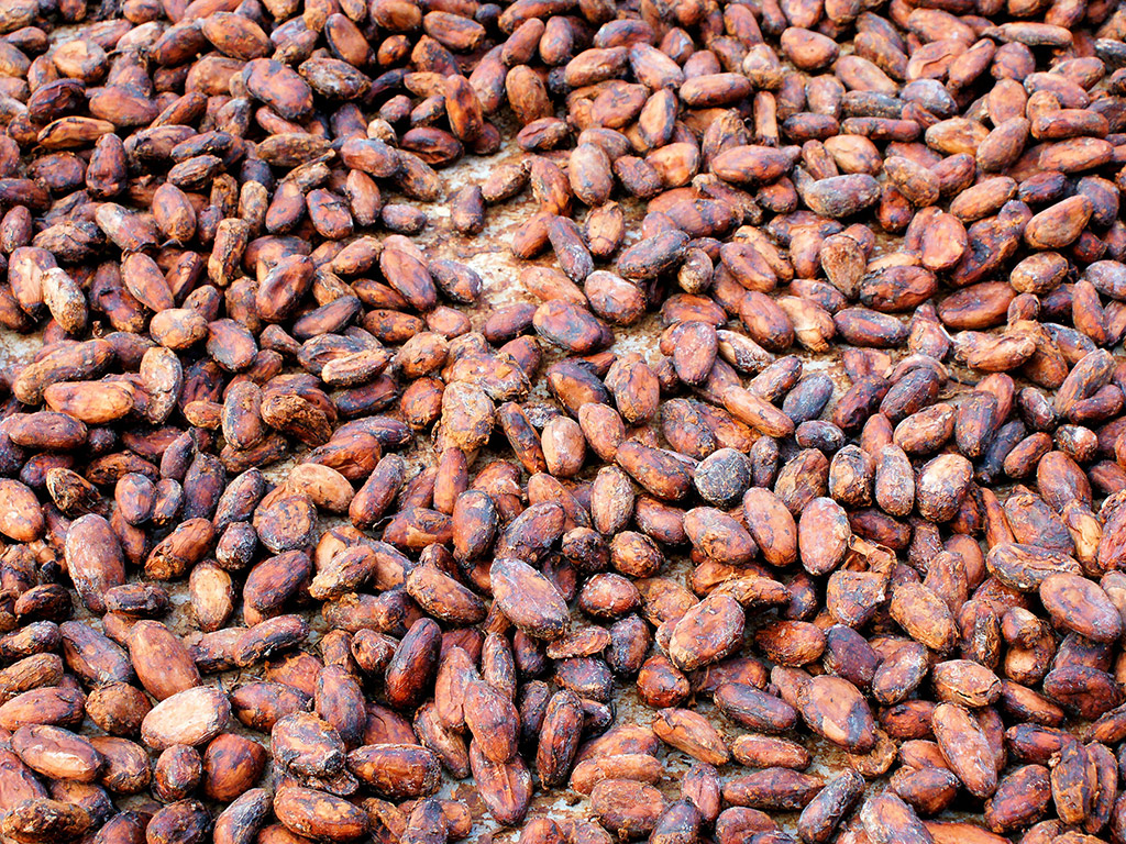 Hacienda Cacao with Lunch - Guayaquil