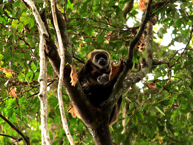 Churute Mangroves Tour - Guayaquil
