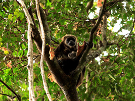 Churute Mangroves Tour - Discover the Ecosystem