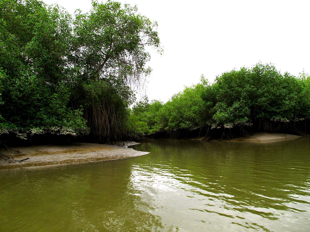 Churute Mangroves Tour - Guayaquil