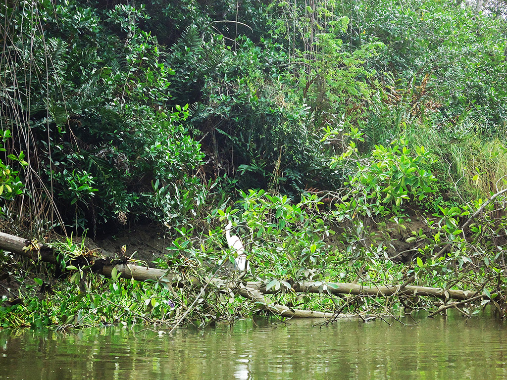 Churute Mangroves Tour - Guayaquil