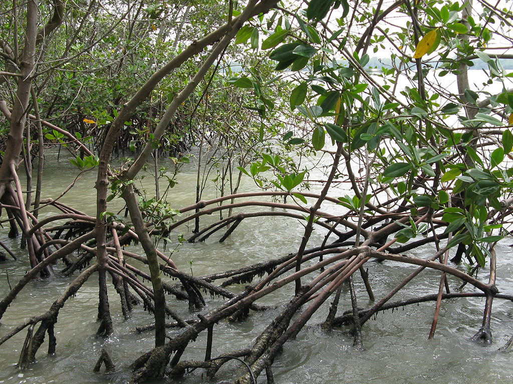Churute Mangroves Tour - Guayaquil