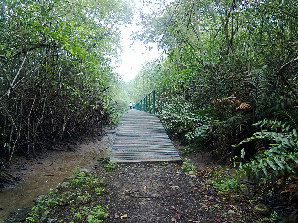 Churute Mangroves Tour - Guayaquil