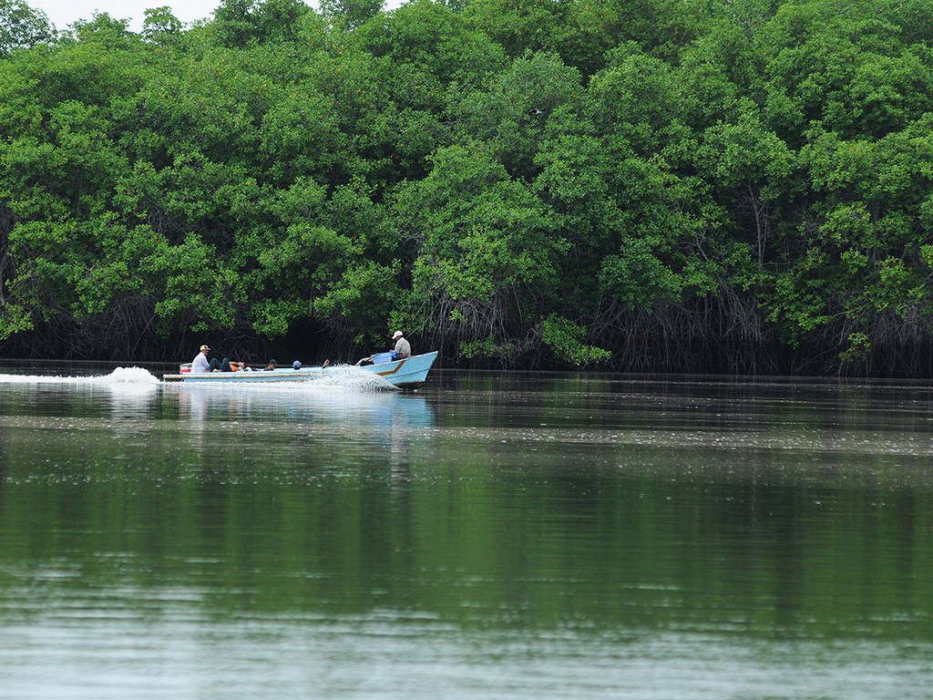 Puerto del Morro Tour, Dolphin Watching and Birth Island - Guayaquil